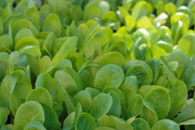 Marul büyüyen, bazı su damlaları ile yeşil yaprak desen.