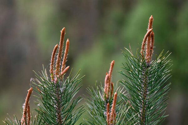 Растущий шишковидный шишковидный глаз
