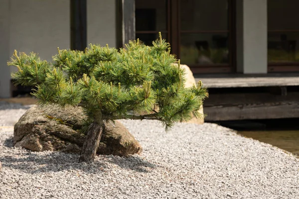 Pino afuera en el jardín frente a la casa - Pinus bonsai . — Foto de Stock