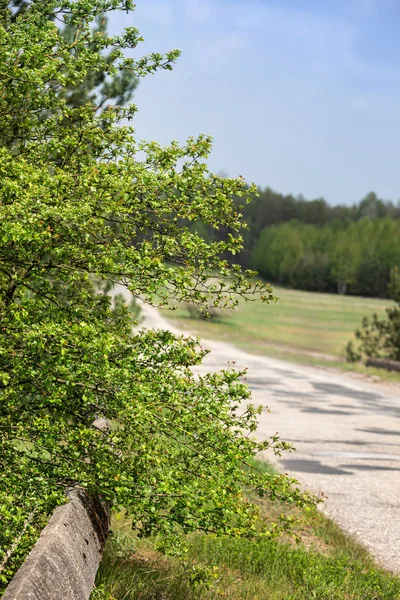 Mayıs ayında Tomurcuklanan Crataegus Monogyna