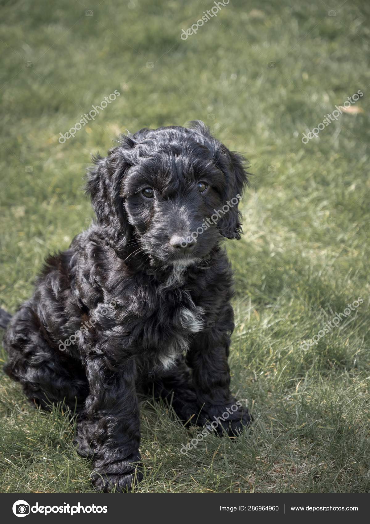 Small Cute Black Cockapoo Puppy Sat Patch Grass Stock Photo C Chrisjgwhite 286964960