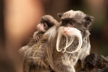 Bearded Emperor Tamarin monkey carrying a baby on its back clipart