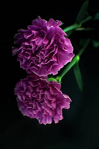 Reflection of a single carnation on a mirror against a dark background