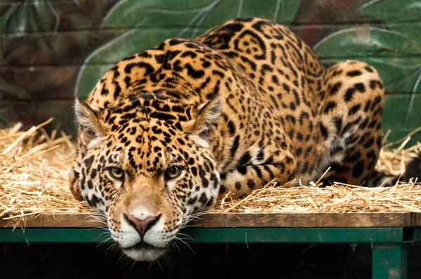 Леопард Смотрит Кровати Зоопарке — стоковое фото