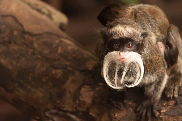 Imperador Barbudo Macaco Tamarin Com Bebê — Fotografia de Stock