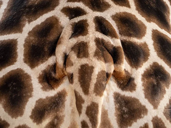 Close Image Top Giraffes Tail Bottom — Stock Photo, Image