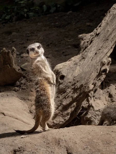 Single Meerkat Bending Backwards Stands Guard — Stock Photo, Image