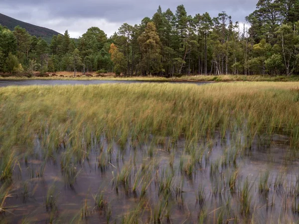 The movement of reeds blowing in the wind in a lake in the Scottish Highlands
