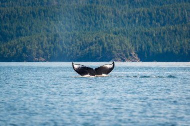 Bir kambur balinanın Kanada 'nın Vancouver Adası' nın batı kıyısındaki denize dalışındaki şansı.