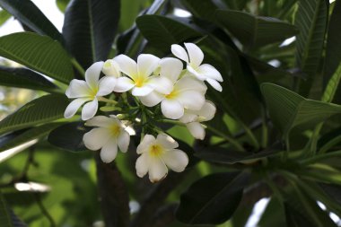 Plumeria çiçekleri en üstte çiçek açıyor. Beyaz plumeria çiçekler ilerler.