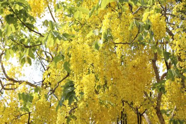 Altın duş ağacı yaz aylarında tam çiçek. Sarı çiçekler tam çiçek açar.