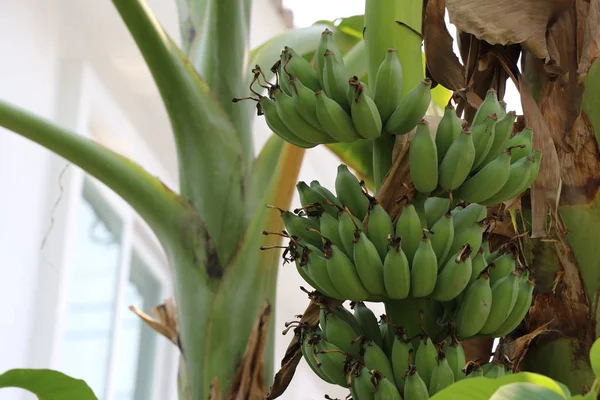 Grupo Banana Cultivada Bananeira — Fotografia de Stock