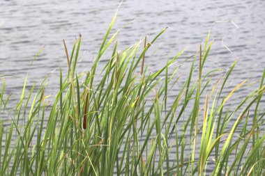 Gölün kenarında Bulrush. Suyun kenarında çim yığını.