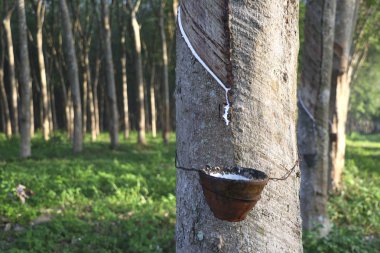 Bahçede kauçuk ağaç lateks kaldırmak için dokunarak kauçuk yapıyoruz. 
