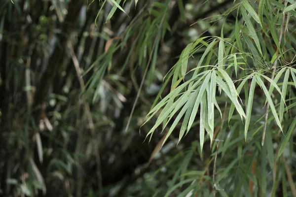 Folhas Bambu Com Foco Seletivo — Fotografia de Stock