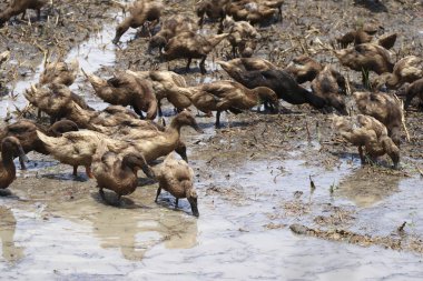 Alanlarda yükseltilmiş ördeklerin flocks Gıda için karıştırıyor.