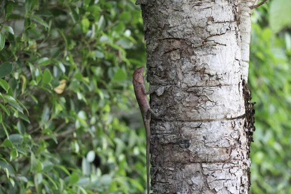 The lizard is on the tree. The lizard tried to camouflage the environment.