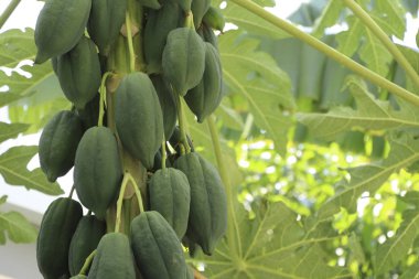 Yeşil Papaya Papaya ağacının bagajında.