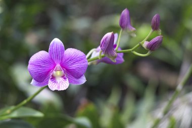 Bulanık arka planlı mor orkide. Çiçek sapları üzerinde menekşe orkide.
