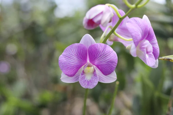 Purpurowa Orchidea Niewyraźne Tło Fioletowe Orchidee Łodygi Kwiatów — Zdjęcie stockowe