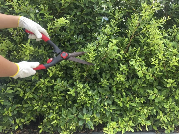 Bahçıvanlar ağaçları ve çimleri temizlik için kırparlar. Tatilde bahçeye dikkat edin. Bahçıvan ve kesme etkinliği.