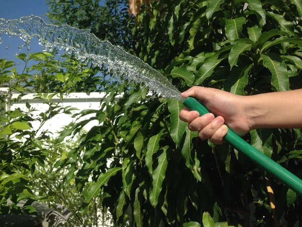 妇女的手臂使用喷水软管 从橡胶管中注入水 浇地在房子前的树木 — 图库照片
