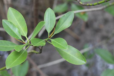 Bulanık arka plan ile mangrov yaprakları.