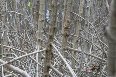 Mangrov ağaçlarının sapları ve prop kökü. Mangrov ağaçlarının diken kökü.