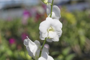 Bulanık arka planda beyaz orkide. Sapında beyaz orkide.