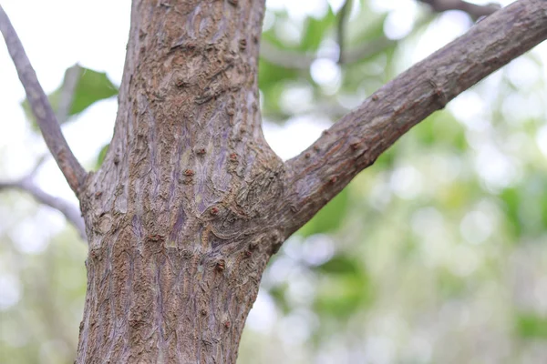 Stämme Und Stützwurzeln Von Mangrovenbäumen Dornenwurzel Von Mangrovenbäumen — Stockfoto