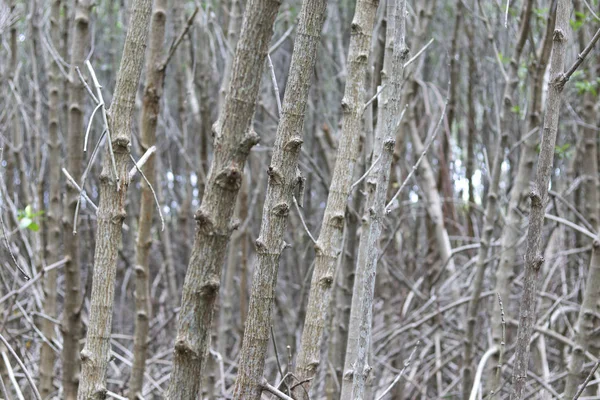 マングローブの木の茎と小道具の根 マングローブの木のとげの根 — ストック写真