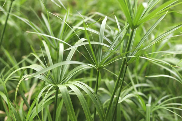 Papyrusgruppe Die Der Nähe Der Wasserquelle Heranwächst Papyrus Mit Geraden — Stockfoto