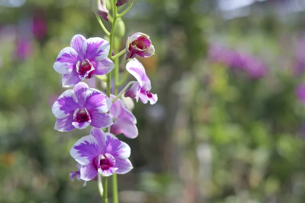 Orchidea Con Petali Bianchi Viola Mescolati Insieme — Foto Stock