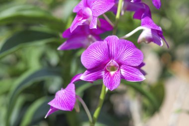 Beyaz ve mor yaprakları karışık orkide.