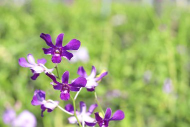 Bulanık arka planlı mor orkide. 