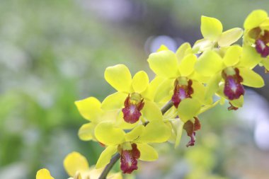 Bulanık arka planda sarı yaprakları ve mor merkezi ile Orkide.