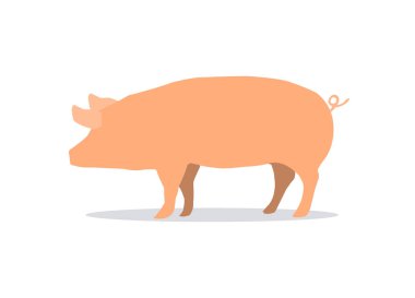 Domuz beyaz arka plan üzerinde izole. Beyaz zemin de yan domuz resmi.