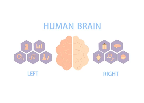 Cérebro Humano Divide Hemisférios Esquerdo Direito Para Controle Corpo Comportamento —  Vetores de Stock