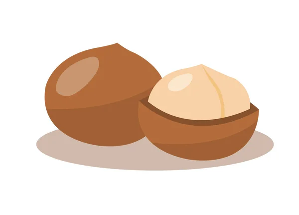 Nueces Macadamia Aisladas Sobre Fondo Blanco — Vector de stock