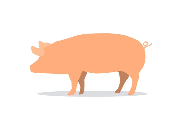 Pig isolated on white background. Side pork picture on white backdrop. — Stock Illustration Pig Isolated White Background Side Pork Picture White Backdrop Royalty Free Stock Illustrations