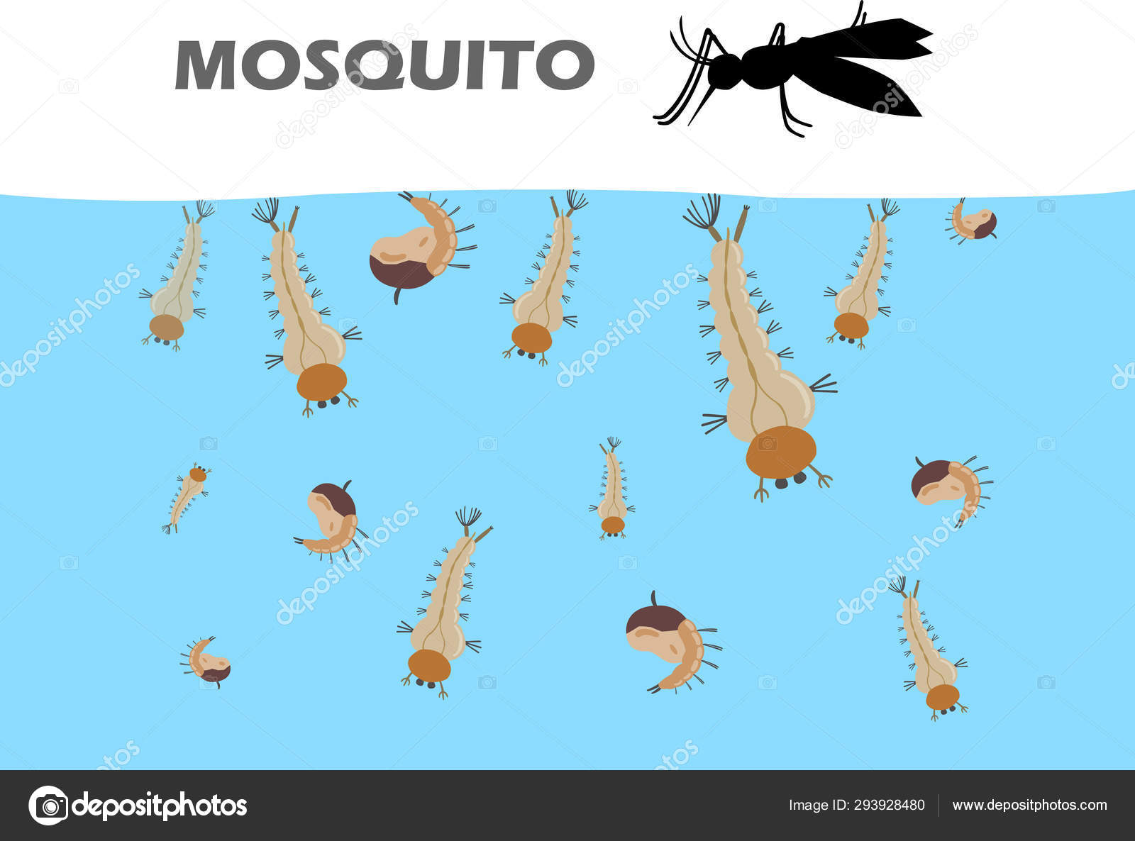 Mosquito Larva Water Becoming Adult Mosquitoes Come Live Land Mosquito  Stock Vector Image by ©eungsuwatnarin62@ #293928480