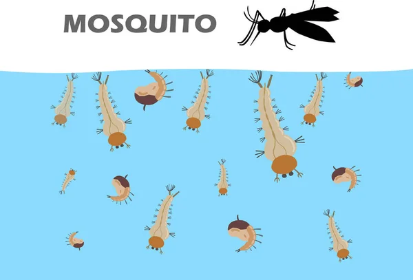 Mosquito Larva Water Becoming Adult Mosquitoes Come Live Land Mosquito — Stock Vector