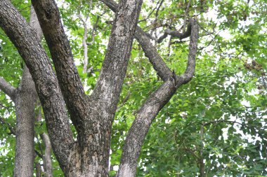 Ağaç gövdesi ve yeşil bulanık arka plan.