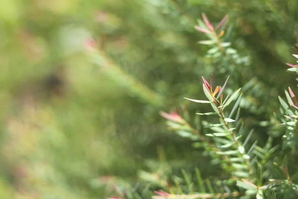 Juniperus Deixa Com Foco Seletivo Fundo Embaçado — Fotografia de Stock