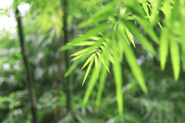 Bulanık arka plan üzerinde seçici odak ile Yeşil bambu yaprakları.