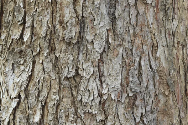 Baumrinde Muster Hintergrund Die Rinde Eines Großen Baumes — Stockfoto