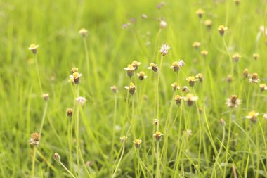 Yeşil tarlalarda ceket düğmeleri çiçek açar..