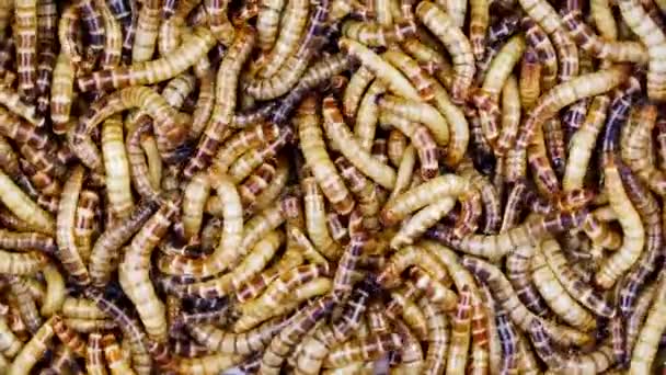 Larve Scarabeo Strisciano Avanti Indietro Superworm Salire Più Più Volte — Video Stock