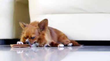 Chihuahua köpekleri yemek çubuğunu kemiriyor. Chihuahua köpekleri çiğ çiğ yer..