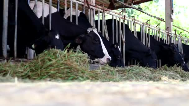Vacas Caneta Esticaram Cabeça Para Pastar — Vídeo de Stock